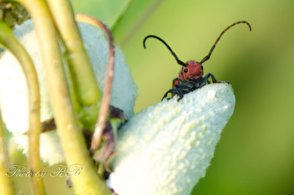 20130802-_1RB8782.jpg