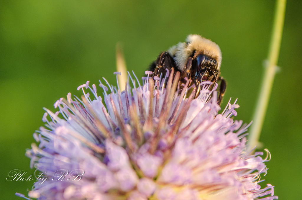 20130805-_1RB8825.jpg