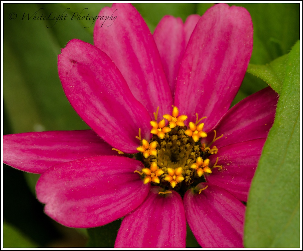 20130808-DSC_8738_WLP.jpg