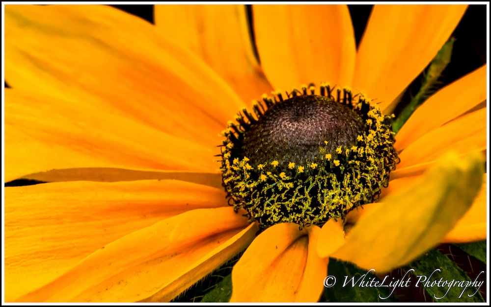20130808-DSC_8745_WLP.jpg