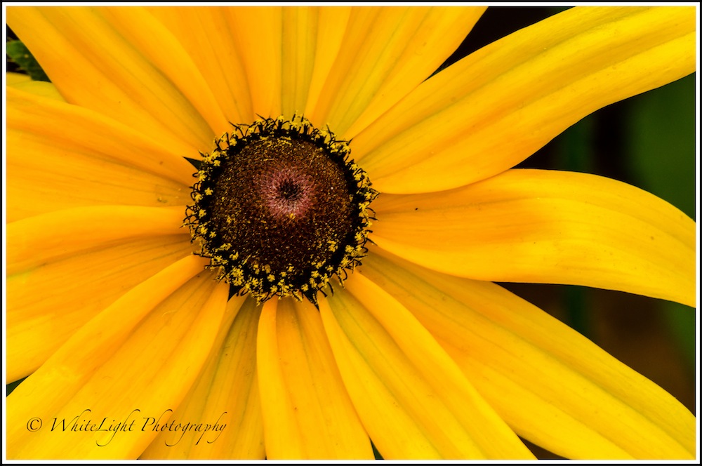 20130808-DSC_8747_WLP.jpg
