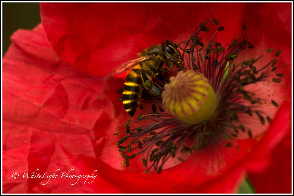 20130808-DSC_8786_WLP-2.jpg