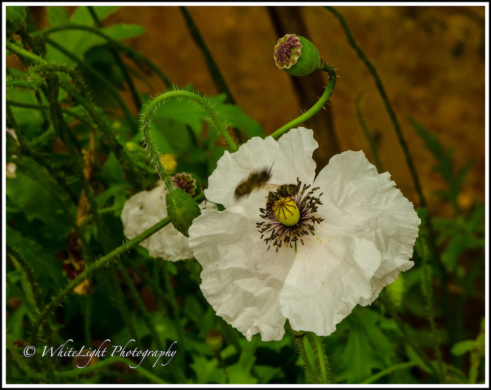 20130808-DSC_8795_WLP.jpg