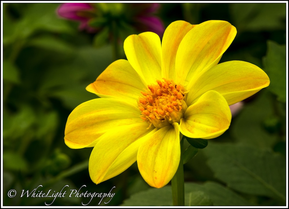 20130808-DSC_8821_WLP.jpg