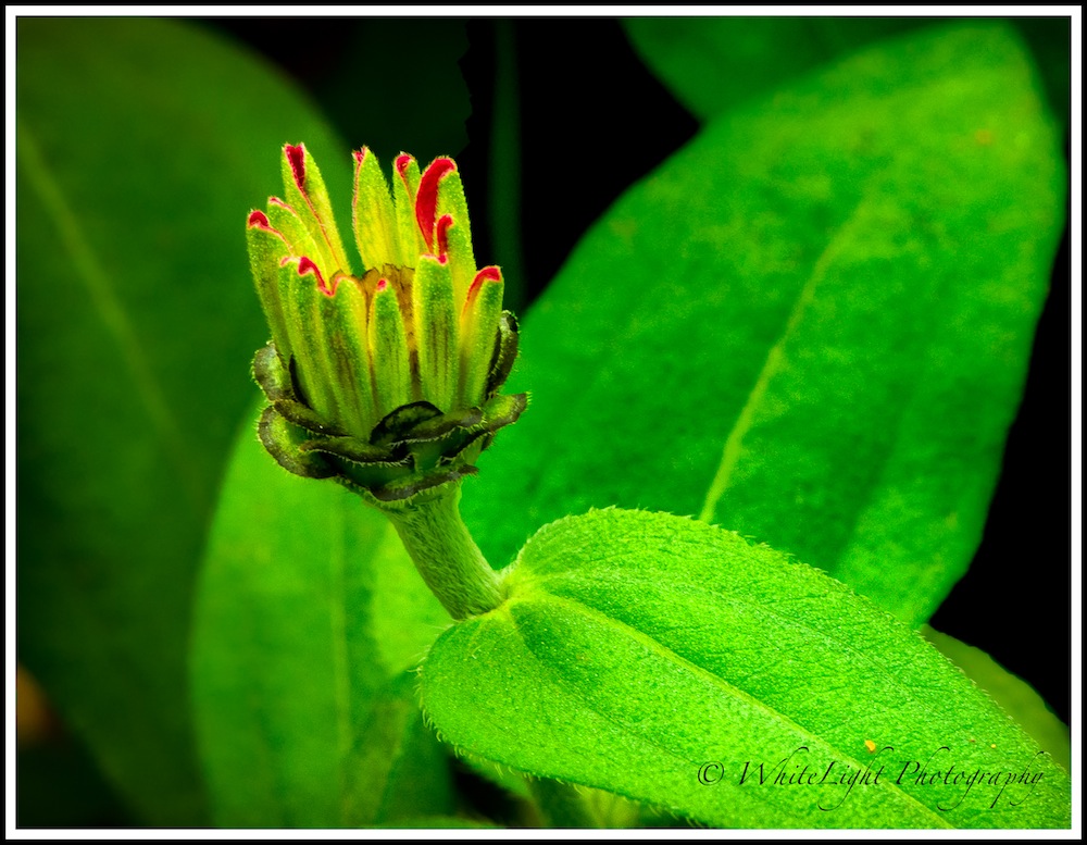 20130808-DSC_8828_WLP.jpg