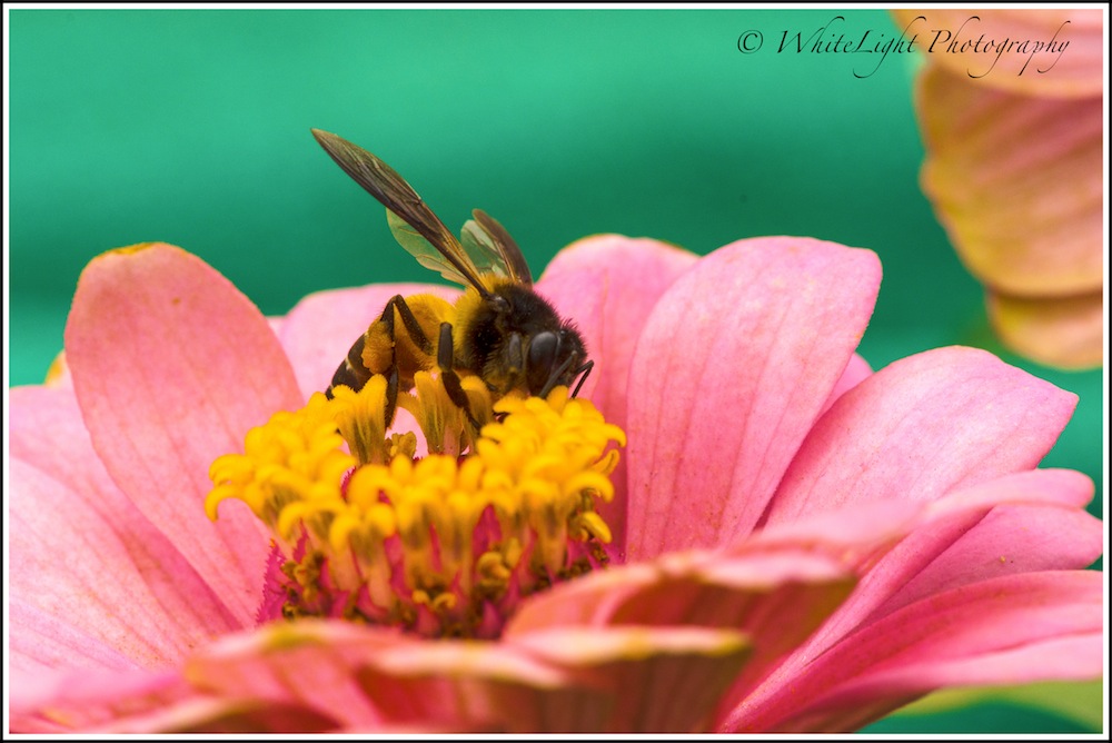 20130808-DSC_8839_WLP.jpg