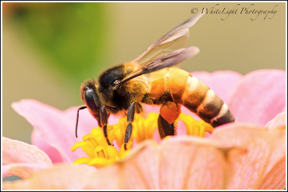 20130808-DSC_8846_WLP.jpg