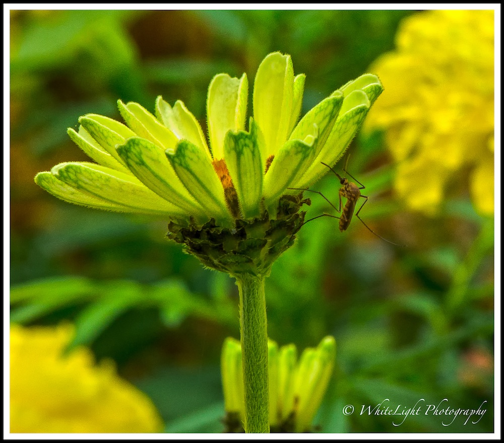 20130808-DSC_8852_WLP.jpg