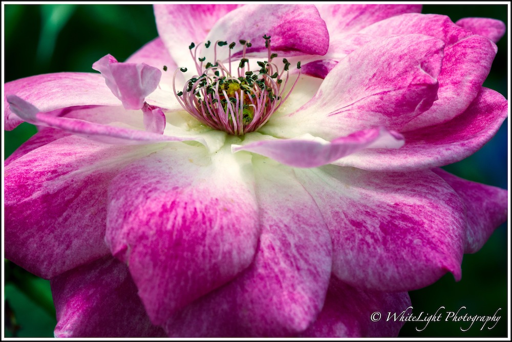 20130808-DSC_8862_WLP.jpg