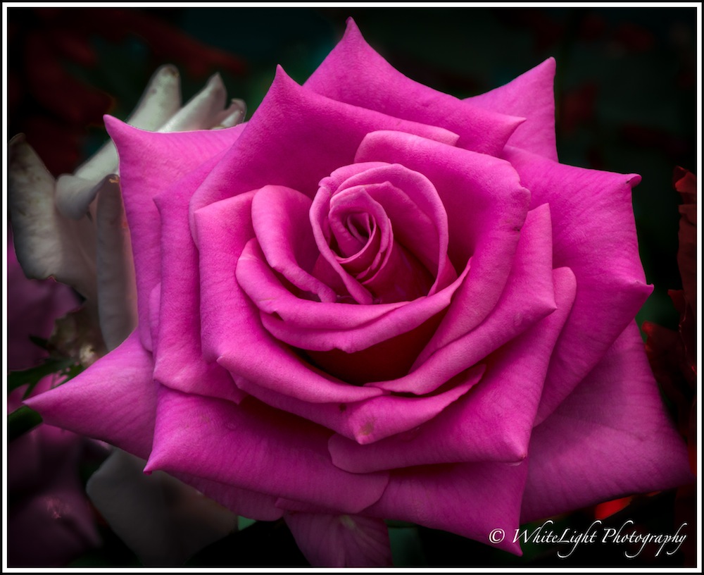 20130808-DSC_8871_WLP.jpg