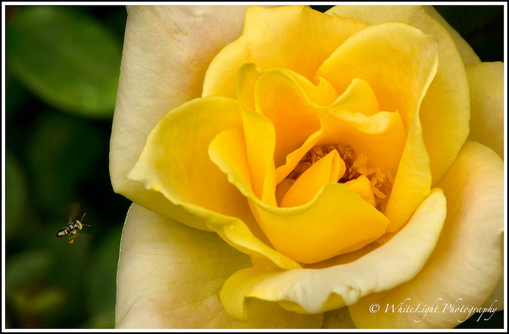 20130808-DSC_8875_WLP.jpg
