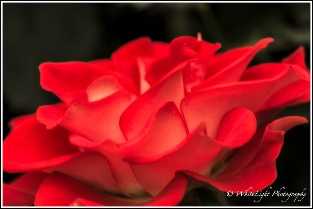 20130808-DSC_8880_WLP-2.jpg