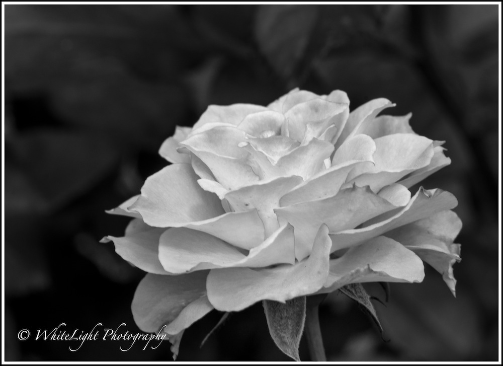 20130808-DSC_8883_WLP.jpg