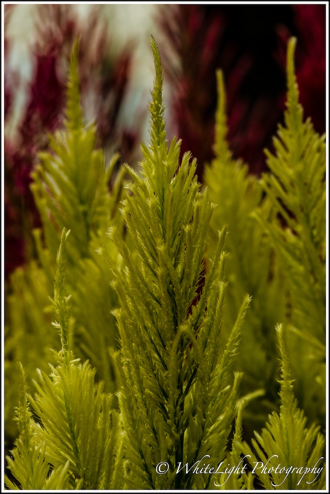 20130808-DSC_8926_WLP.jpg
