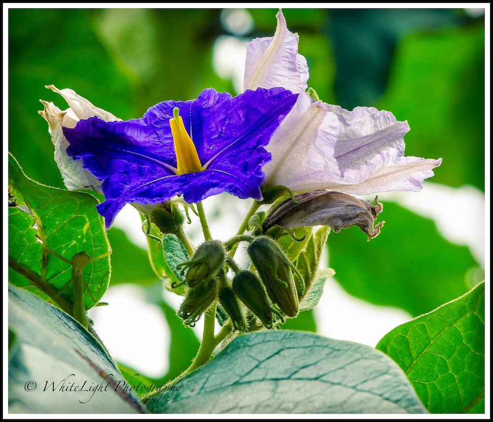 20130808-DSC_8954-2_WLP.jpg