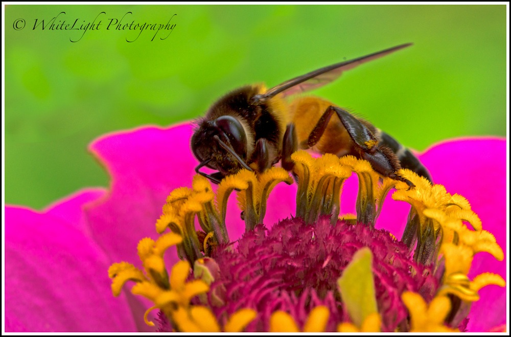 20130808-DSC_8983_WLP-2.jpg