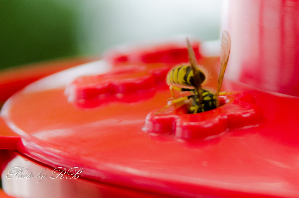 20130809-_1RB8936.jpg