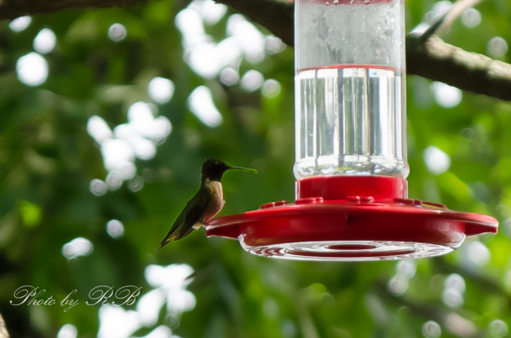 20130810-_1RB8978.jpg