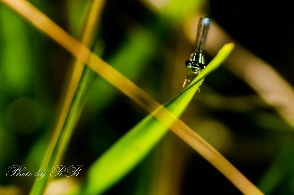 20130812-_1RB9181.jpg