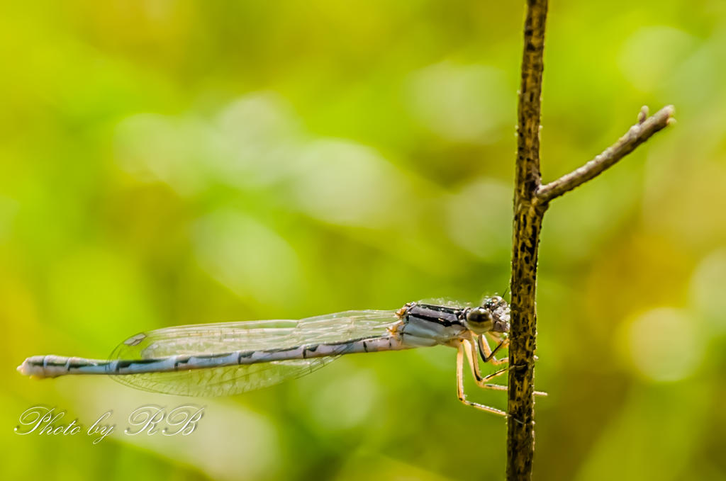 20130813-_1RB9193.jpg