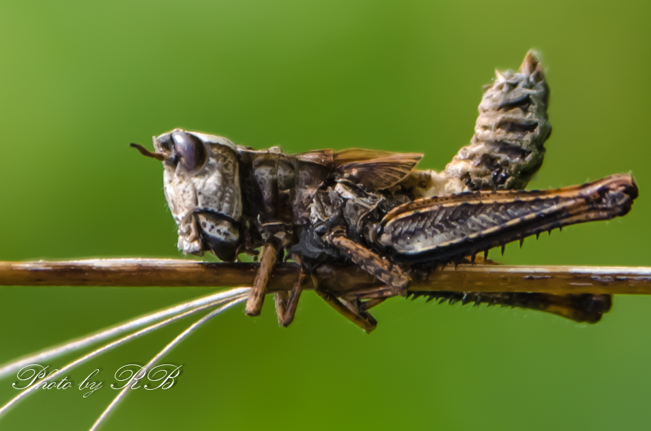 20130815-_1RB9243.jpg