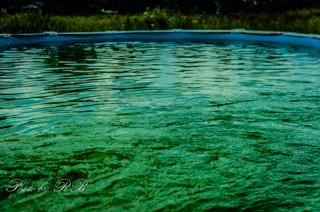 20130819-_1RB9584.jpg