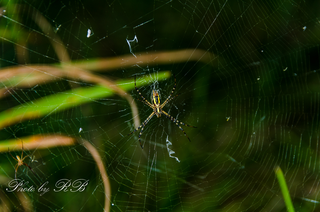20130824-_1RB9605-2.jpg