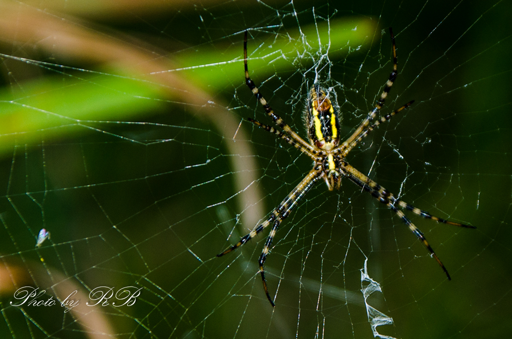 20130824-_1RB9605.jpg