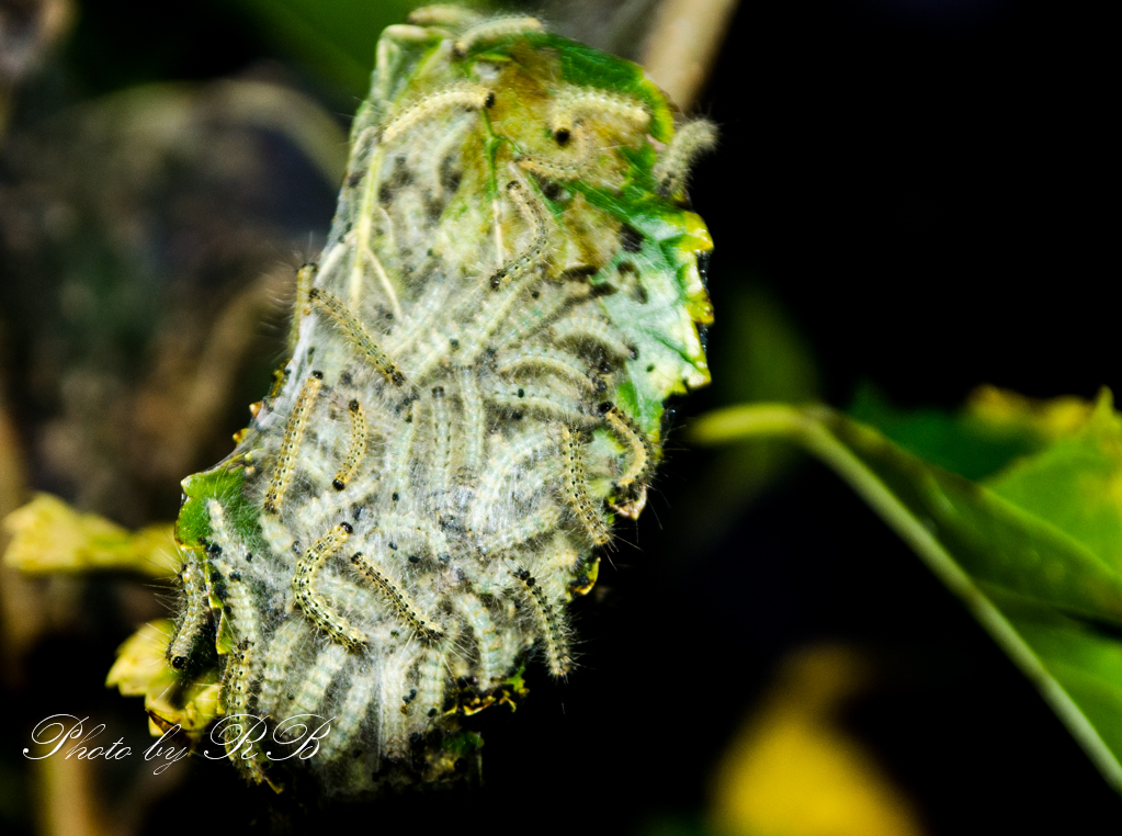 20130828-_1RB9610.jpg