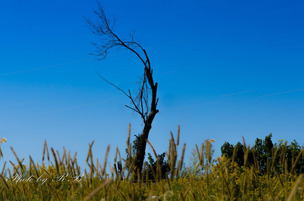 20130905-_1RB9724.jpg