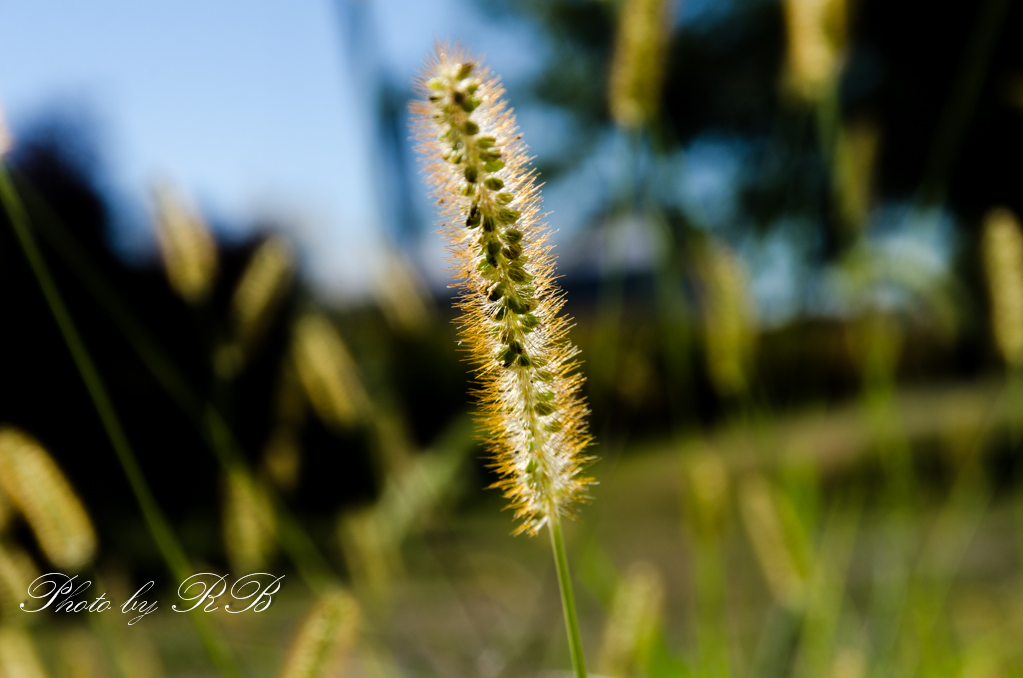 20130913-_1RB9904.jpg