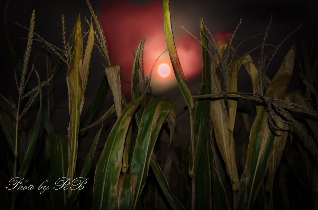 20130917-_1RB9999.jpg