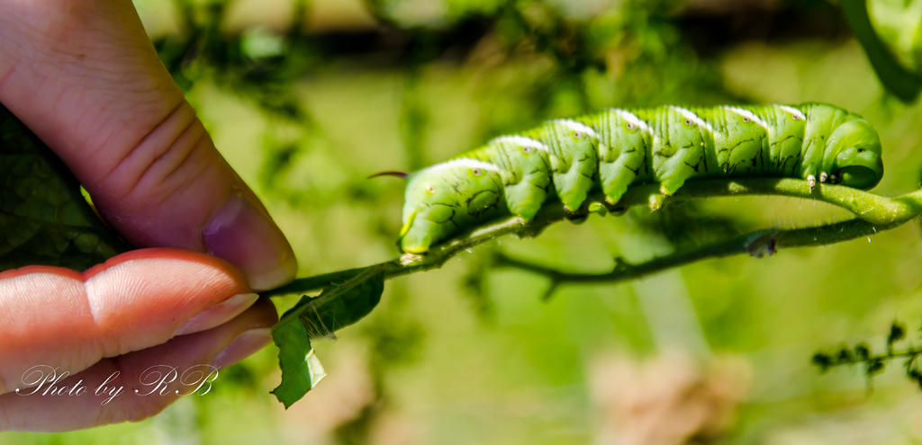 20130922-_1RB0050.jpg