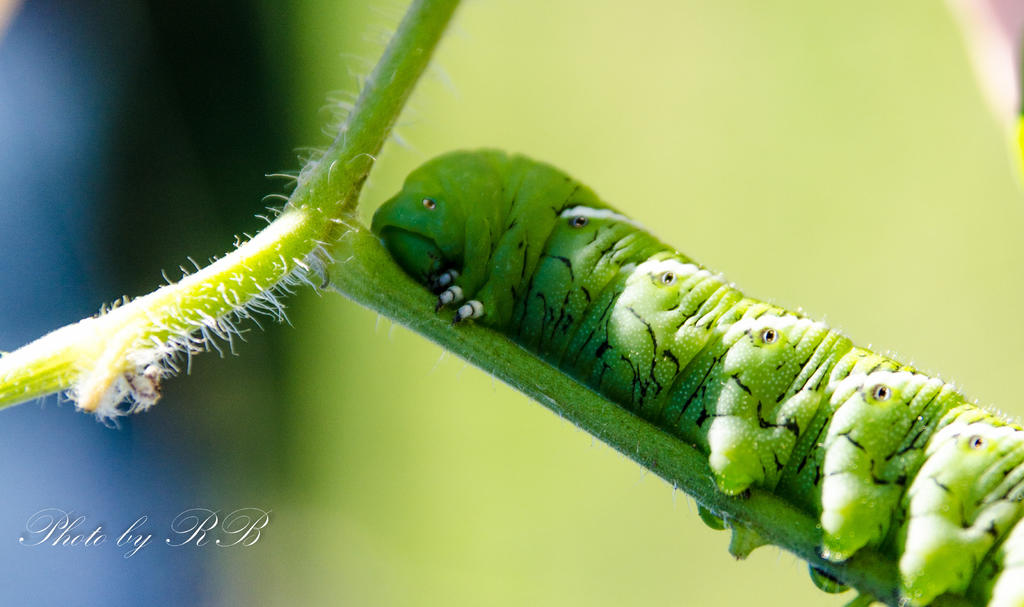 20130922-_1RB0053.jpg