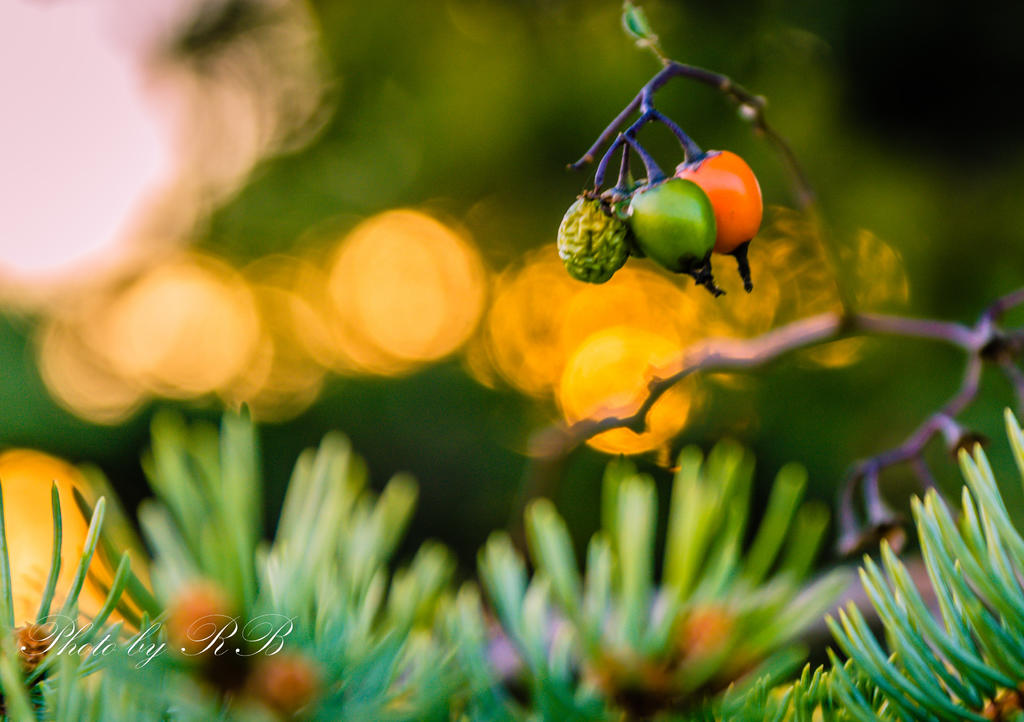20130924-_1RB0066.jpg