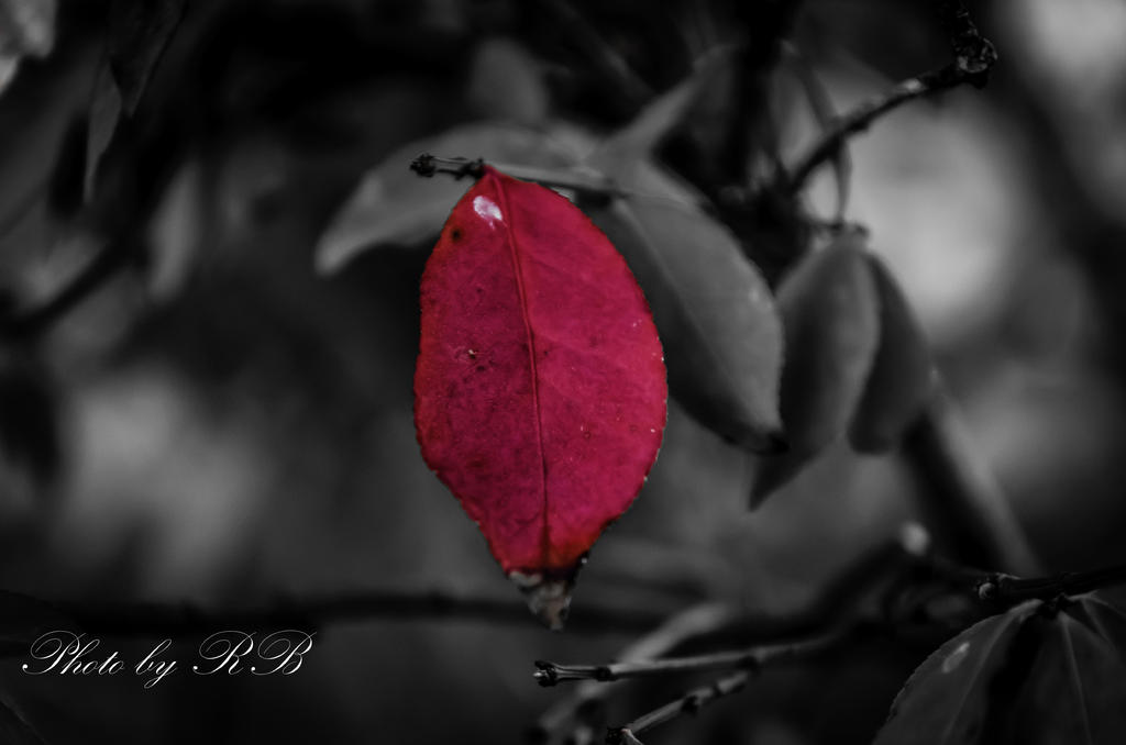 20131007-_1RB0102.jpg