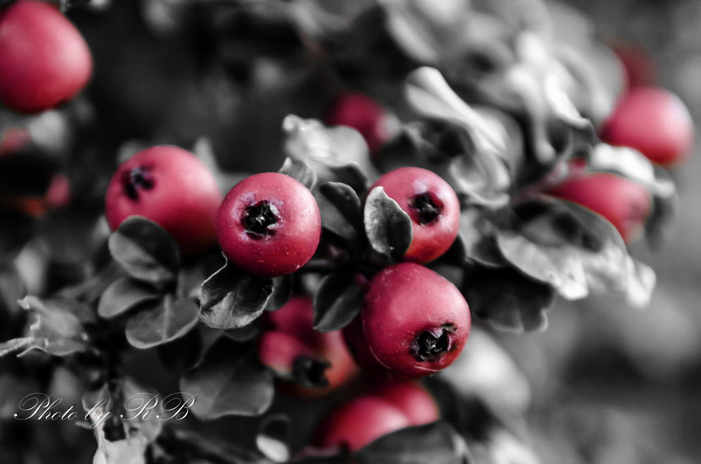 20131007-_1RB0103.jpg