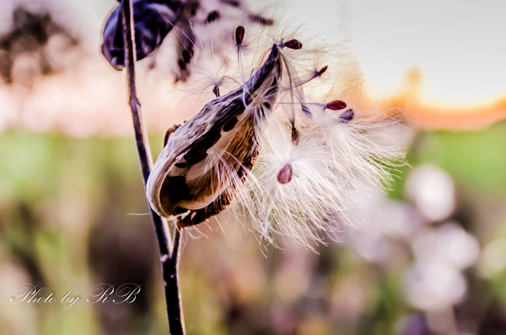 20131009-_1RB0285.jpg