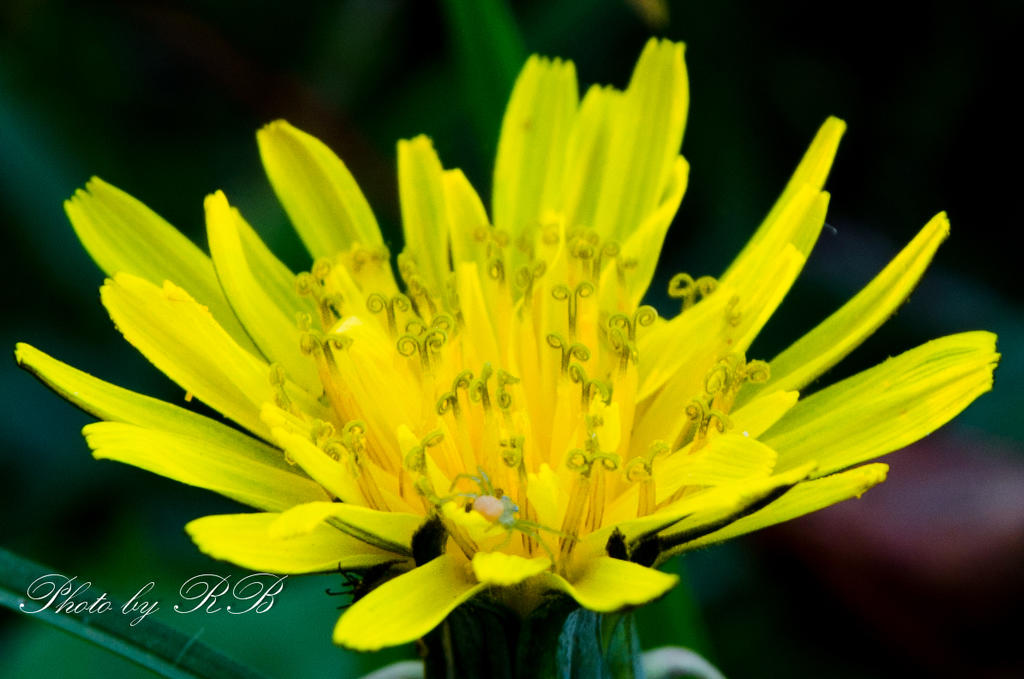 20131010-_1RB0299.jpg