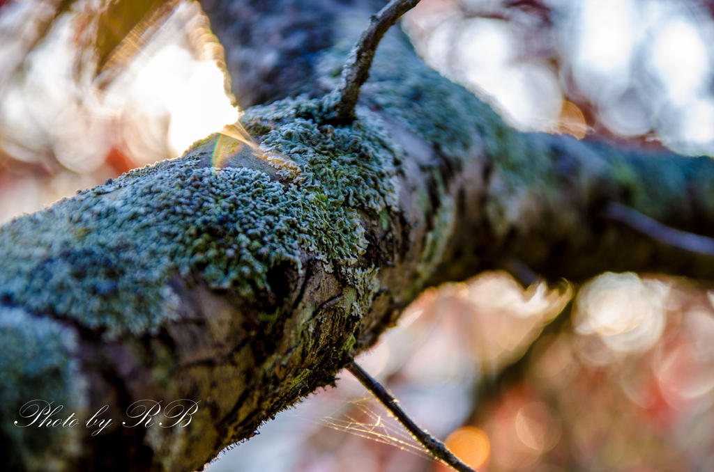 20131015-_1RB0310.jpg