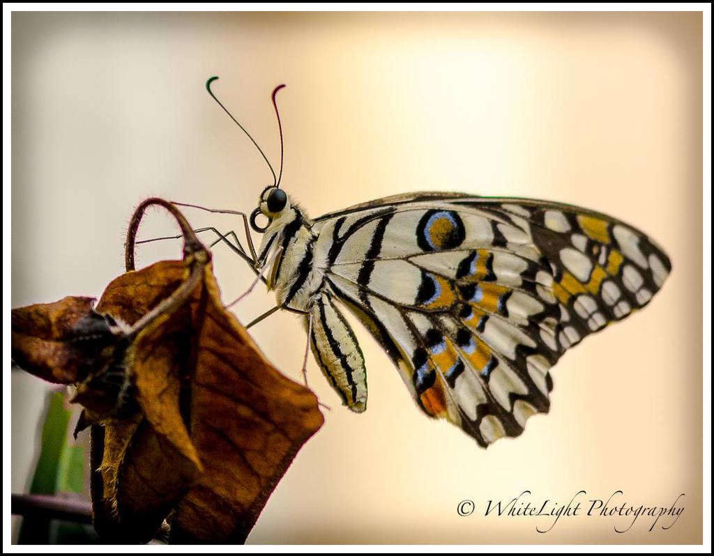 20131017-DSC_9170_WLP-2.jpg