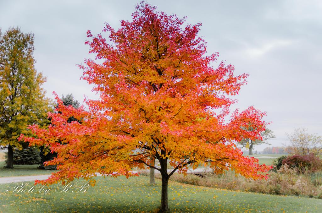 20131030-_1RB0375.jpg