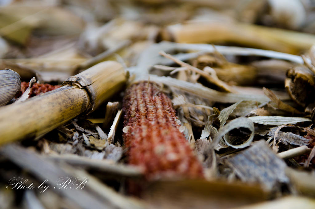 20131104-_1RB0441.jpg