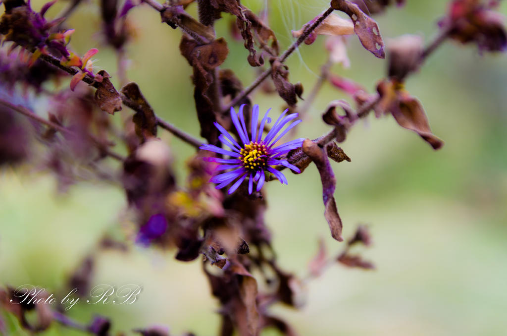 20131105-_1RB0445.jpg