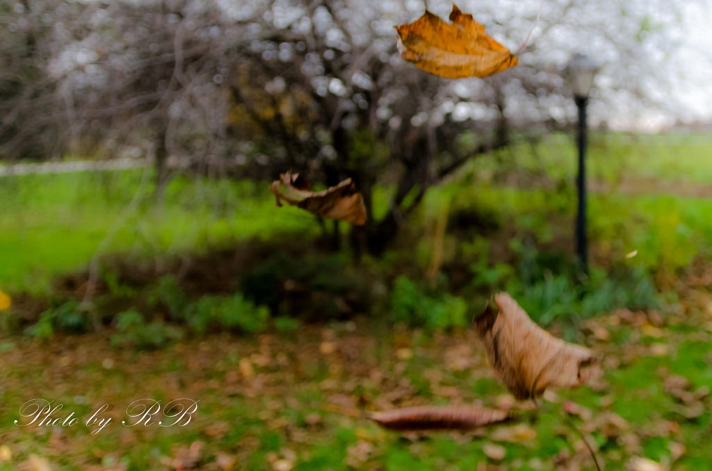 20131107-_1RB0492.jpg