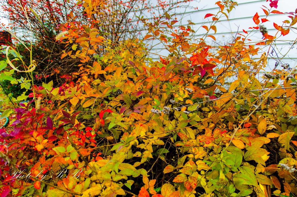 20131109-_1RB0499.jpg
