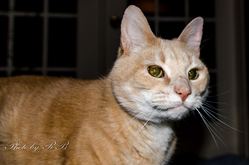 20131115-_1RB0570.jpg