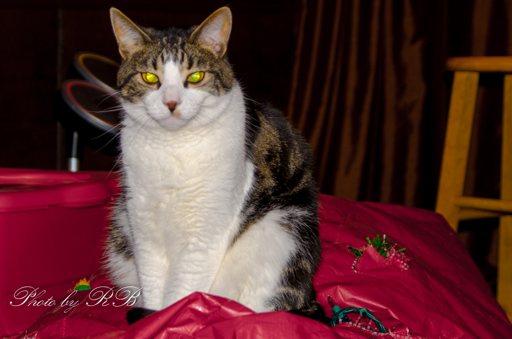 20131120-_1RB0847.jpg