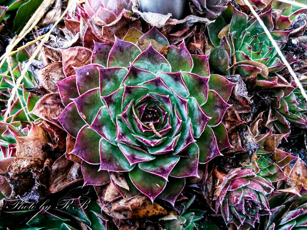 20131220-3.jpg