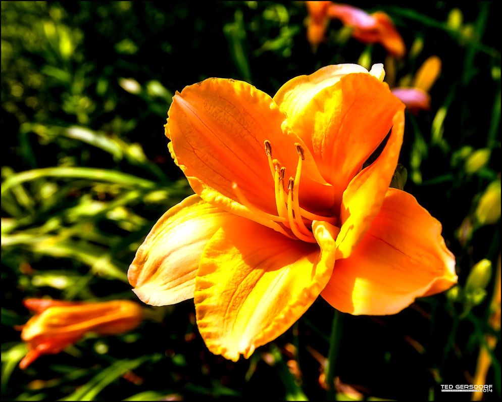 2014 SH HDR Flower 1.jpg